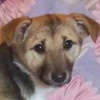 Lilly Welpe Ukraine